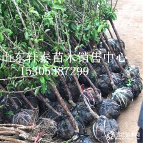 矮化含香樱桃苗 含香樱桃苗批发基地