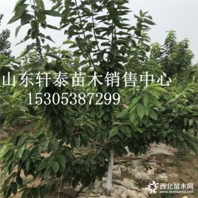 出售早大果樱桃苗 早大果樱桃苗基地