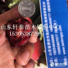 供应布鲁克斯樱桃苗 布鲁克斯樱桃苗批发基地