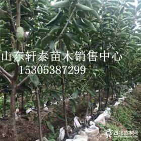 樱桃苗品种福星樱桃苗 福星樱桃苗批发基地