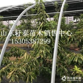 樱桃苗品种早大果樱桃苗 早大果樱桃苗批发基地