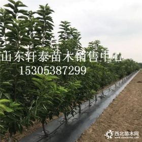 供应丽珠樱桃苗 丽珠樱桃苗价格