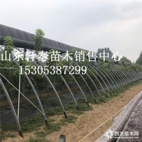 矮化布鲁克斯樱桃苗 布鲁克斯樱桃苗多钱一棵