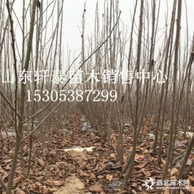 樱桃苗品种乌克兰2号樱桃苗 乌克兰2号樱桃苗单价