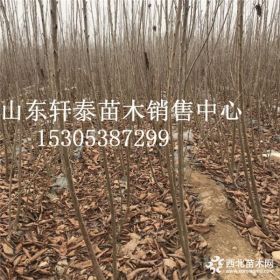 矮化桑德拉玫瑰樱桃苗 桑德拉玫瑰樱桃苗批发基地