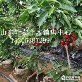 樱桃苗品种沙王樱桃苗 沙王樱桃苗批发价格