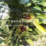 華光板栗苗、華光板栗苗價(jià)格、華光板栗苗批發(fā)