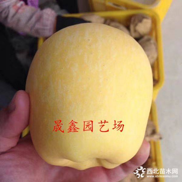 新品種蘋果苗價(jià)格