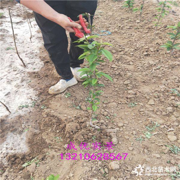 黑钻苹果树苗