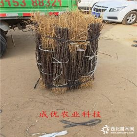 黑钻苹果苗多少钱,新品种黑钻苹果,苹果树苗报价格时效快