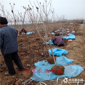 黑钻苹果苗多少钱,黑钻苹果简介,哪里卖黑钻苹果苗