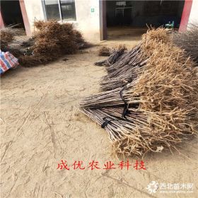 黑钻苹果苗适应西藏,今年黑钻苹果多少钱一根,哪有黑钻苹果