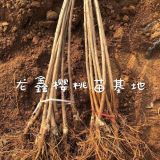 吉塞拉6號小苗基地、吉塞拉6號小苗基地