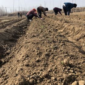 美早樱桃苗一亩地栽植多少棵、美早樱桃苗一亩地栽植多少棵