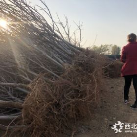 大樱桃树苗多少钱一棵、大樱桃树苗今日价钱