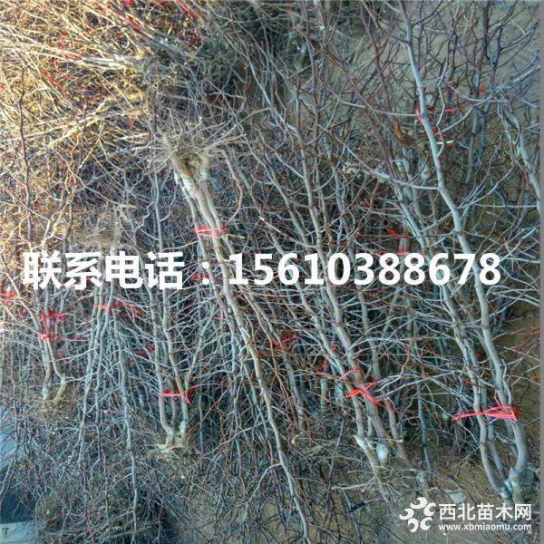 龙须枣树苗、龙须枣树苗哪里有、龙须枣树苗基地