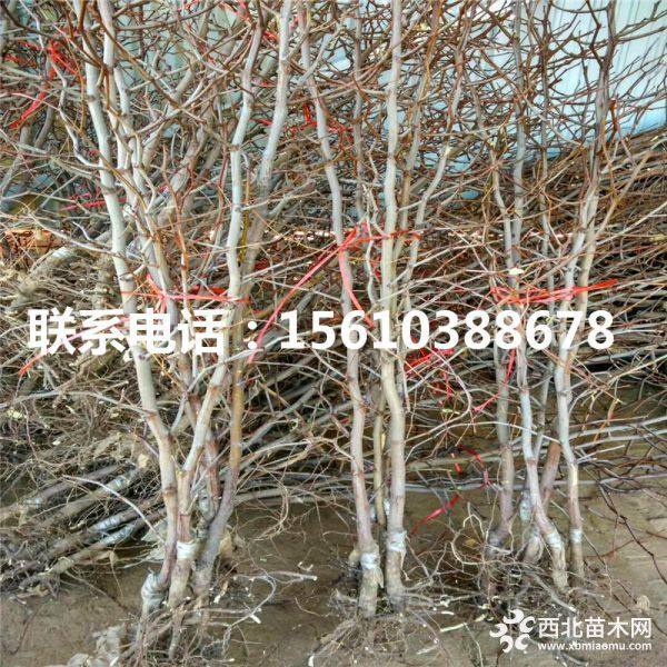 龙须枣树苗、龙须枣树苗哪里有、龙须枣树苗基地