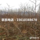 大棚草莓苗多少錢一棵、出售大棚草莓苗基地