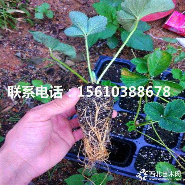 白草莓苗、白草莓苗多少錢、草莓苗價(jià)格