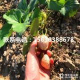 奶油草莓苗、脱毒奶油草莓苗、奶油草莓苗哪里有