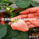 白草莓苗出售、白草莓苗哪里有賣、白草莓苗基地