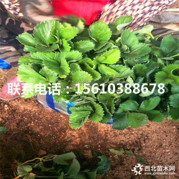 蒙特瑞草莓苗、蒙特瑞草莓苗什么价格、蒙特瑞草莓苗基地