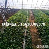 蒙特瑞草莓苗、蒙特瑞草莓苗什么价格、蒙特瑞草莓苗基地