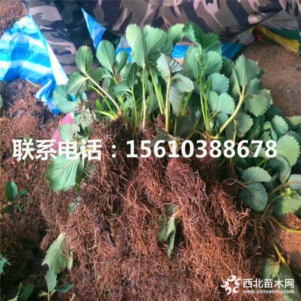 蒙特瑞草莓苗、蒙特瑞草莓苗什么价格、蒙特瑞草莓苗基地