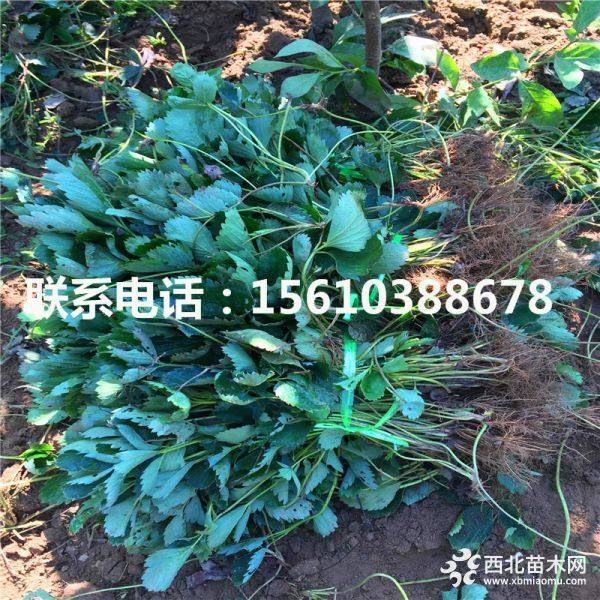 2019年草莓苗多少錢一株、草莓苗批發(fā)價格