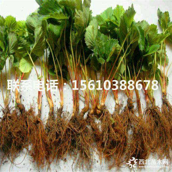 草莓苗什么價(jià)格、草莓苗批發(fā)多少錢、草莓苗基地