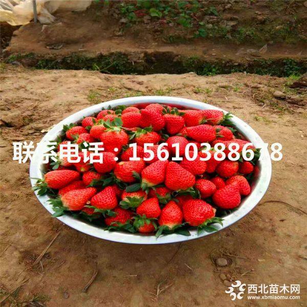 批发宁玉草莓苗多少钱一棵、新品种宁玉草莓苗基地