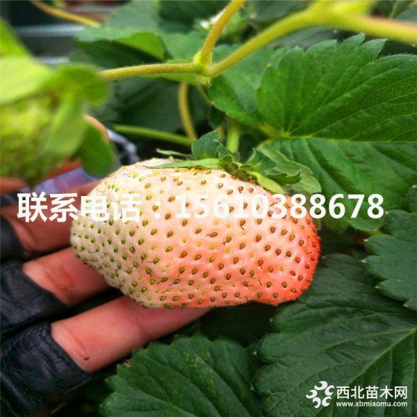 草莓苗、草莓苗销售价格、草莓苗价钱