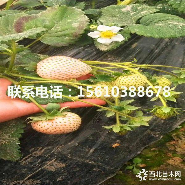 草莓种苗、草莓种苗基地、草莓种苗价格多少钱