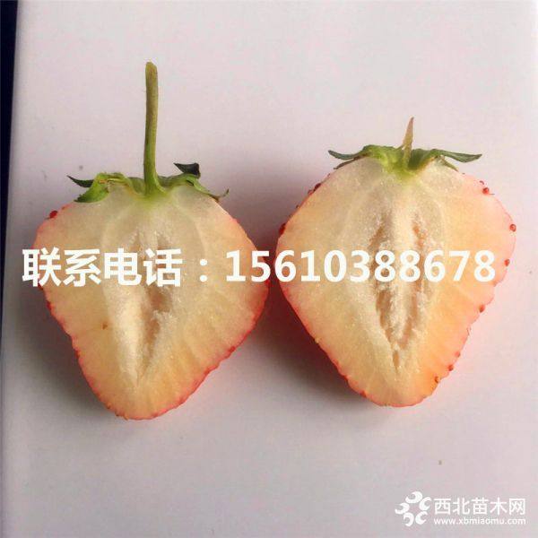 牛奶草莓苗、脱毒牛奶草莓苗、牛奶草莓苗销售