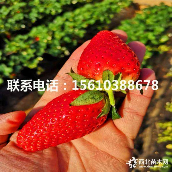 章姬草莓苗、章姬草莓苗什么價格