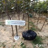 富士蘋果苗哪里有 出售蘋果苗基地 哪有賣維納斯蘋果苗的