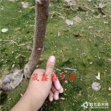 黑苹果树苗哪里有卖的 自家苗圃出售嫁接苹果树苗价格多少钱一棵