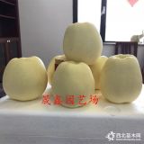 蘋果樹苗價(jià)格 哪里有嫁接蘋果樹苗 新品種蘋果樹苗多少錢一棵賣