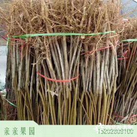 大量供应[桃树苗],1000多万株优质果树种！