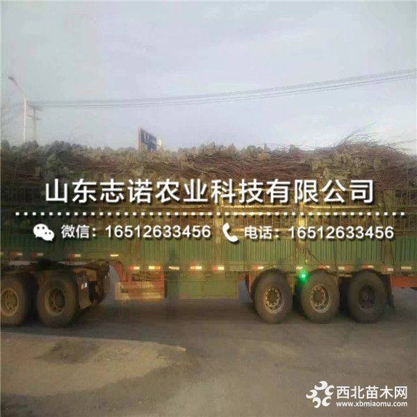 矮化大红灯大樱桃树苗