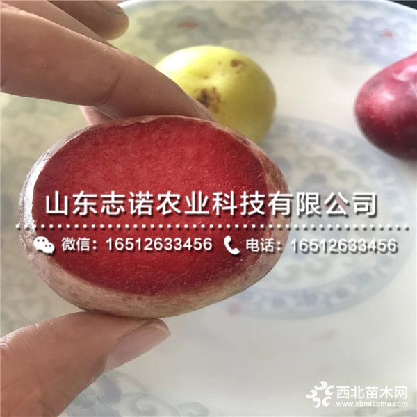 脆李子树苗