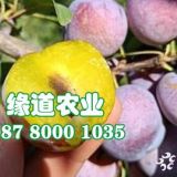 云南脆紅李苗價(jià)格,云南哪里有賣脆紅李子樹苗的