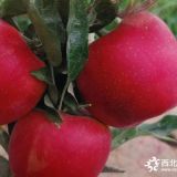 紅肉蘋果苗市場(chǎng)行情怎樣-矮化蘋果苗市場(chǎng)行情怎樣