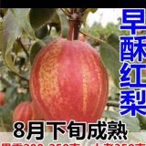 山東3公分早酥紅梨樹苗批發(fā) 4公分5公分紅梨基地 全紅梨苗哪