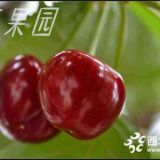 茂县车厘子苗 茂县车厘子苗批发