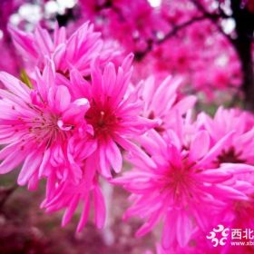 菊花桃3-6厘米苗木供应陕西菊花桃大量销售 规格全 价格低