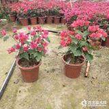 紅花三角梅 80公分紅花三角梅基地價格