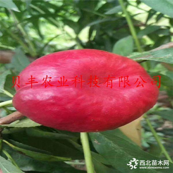 桃樹(shù)苗 晚熟桃樹(shù)