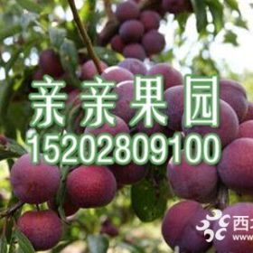 1公分李子苗价格,1公分李子树苗批发价格