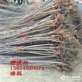 雷尼樱桃树苗-新品种雷尼樱桃树树苗-雷尼樱桃树苗价格多少